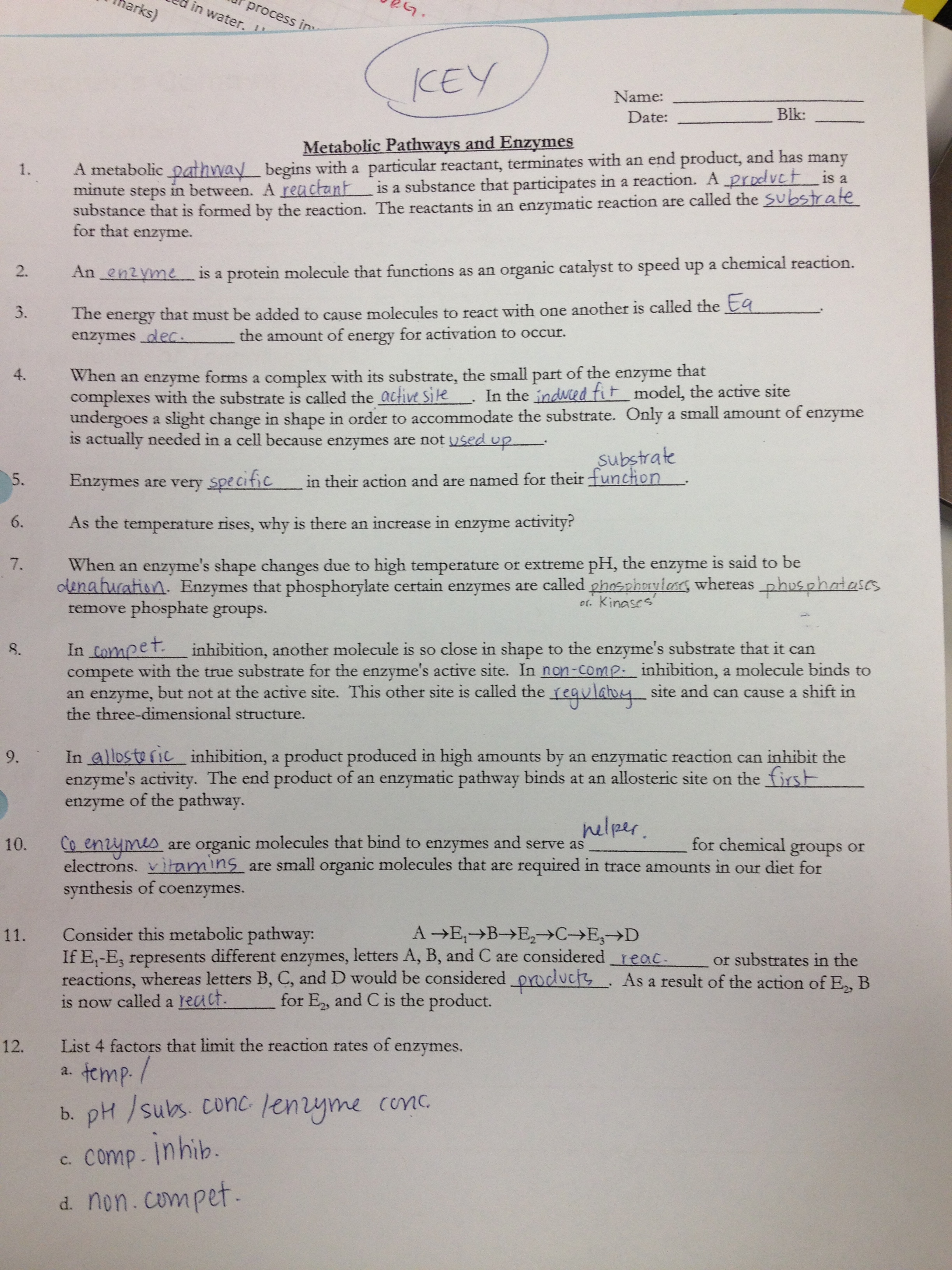 Enzyme Worksheet Answers  Ms. Ghtaura